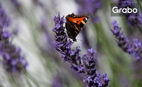 За Празника на лавандулата в Чирпан: Еднодневна екскурзия с посещение на манастир "Свети Атанасий"